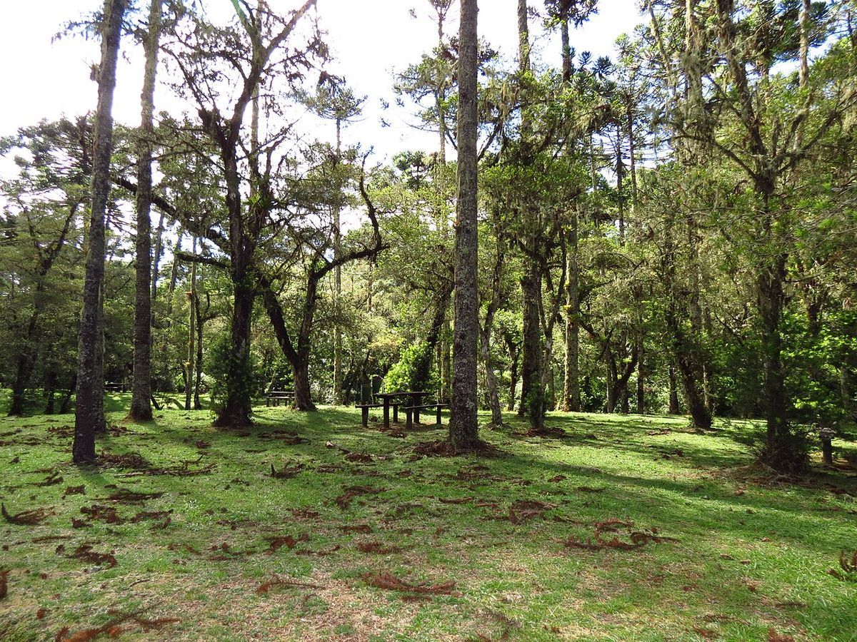 Horto Florestal